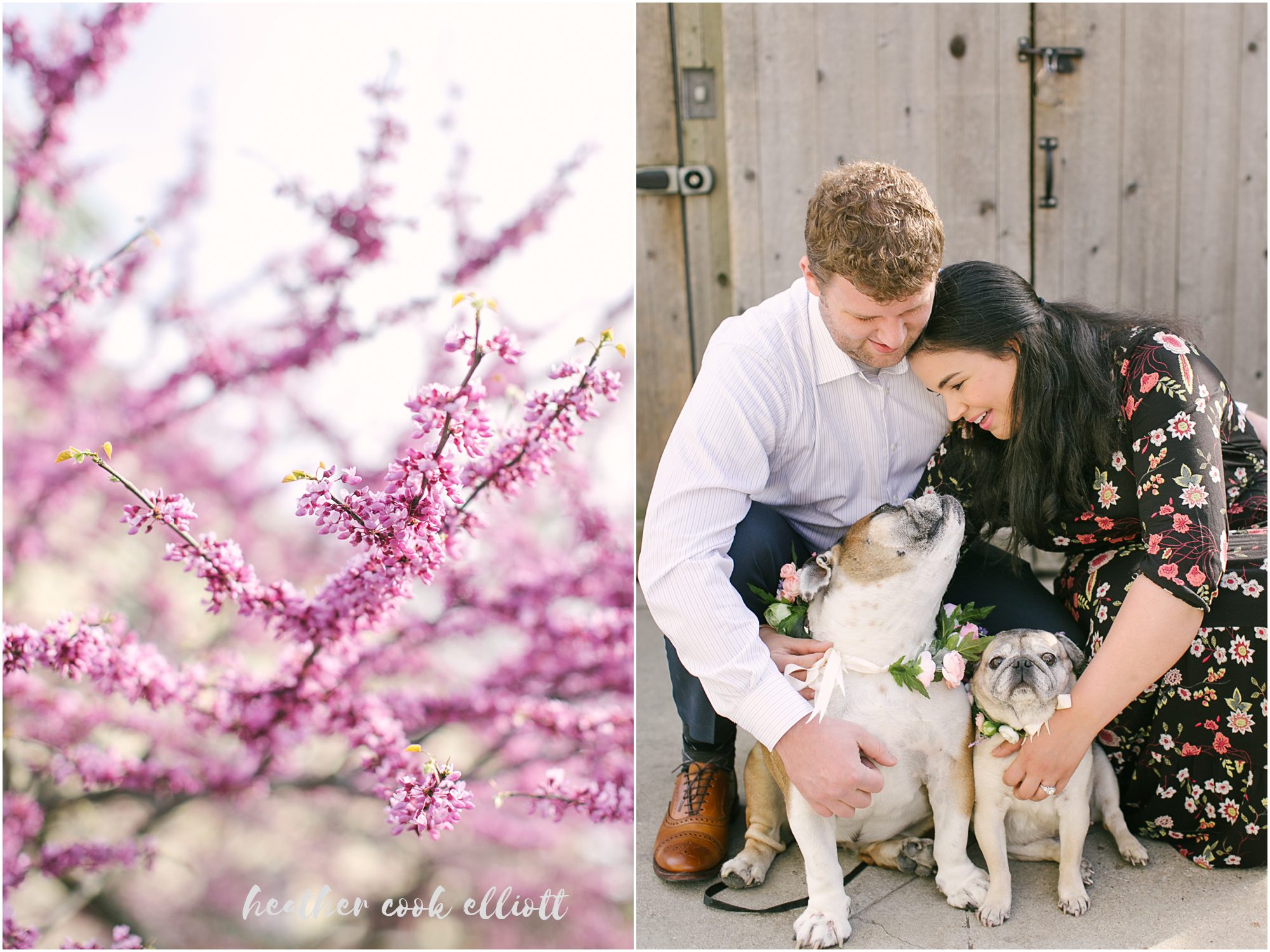 milwaukee modern engagement with dogs