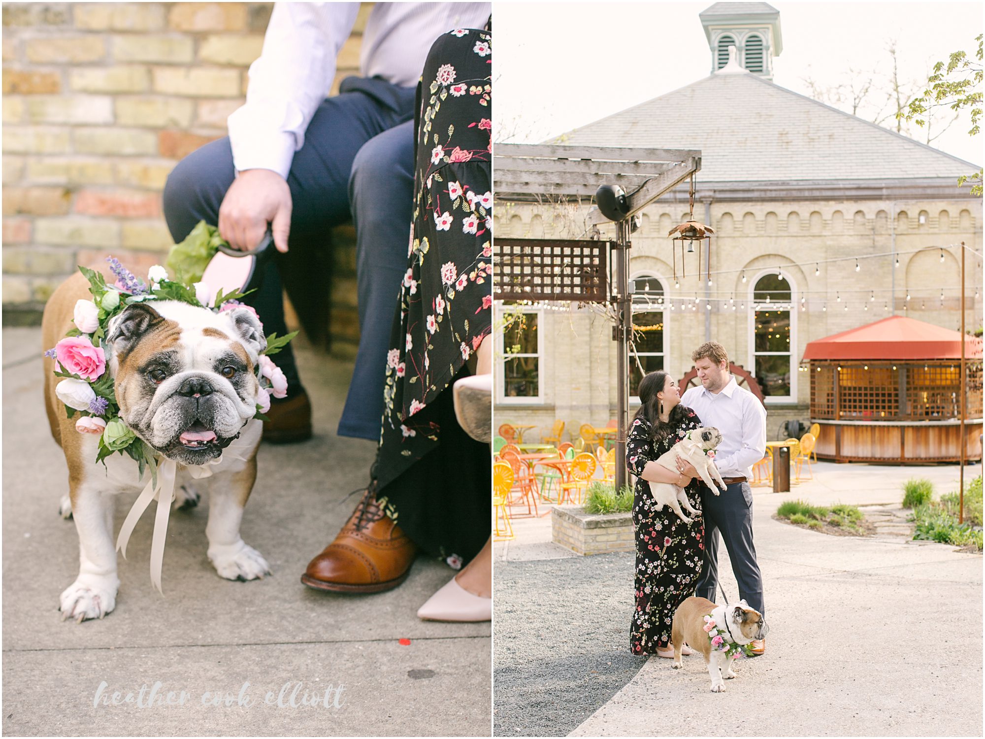 milwaukee modern engagement with dogs