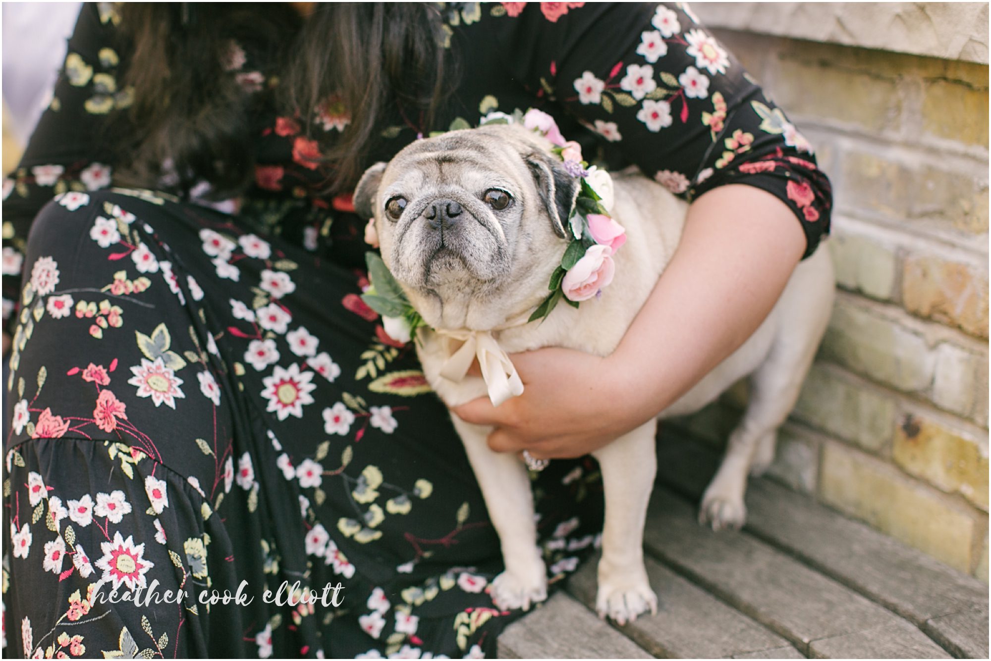 milwaukee modern engagement with dogs