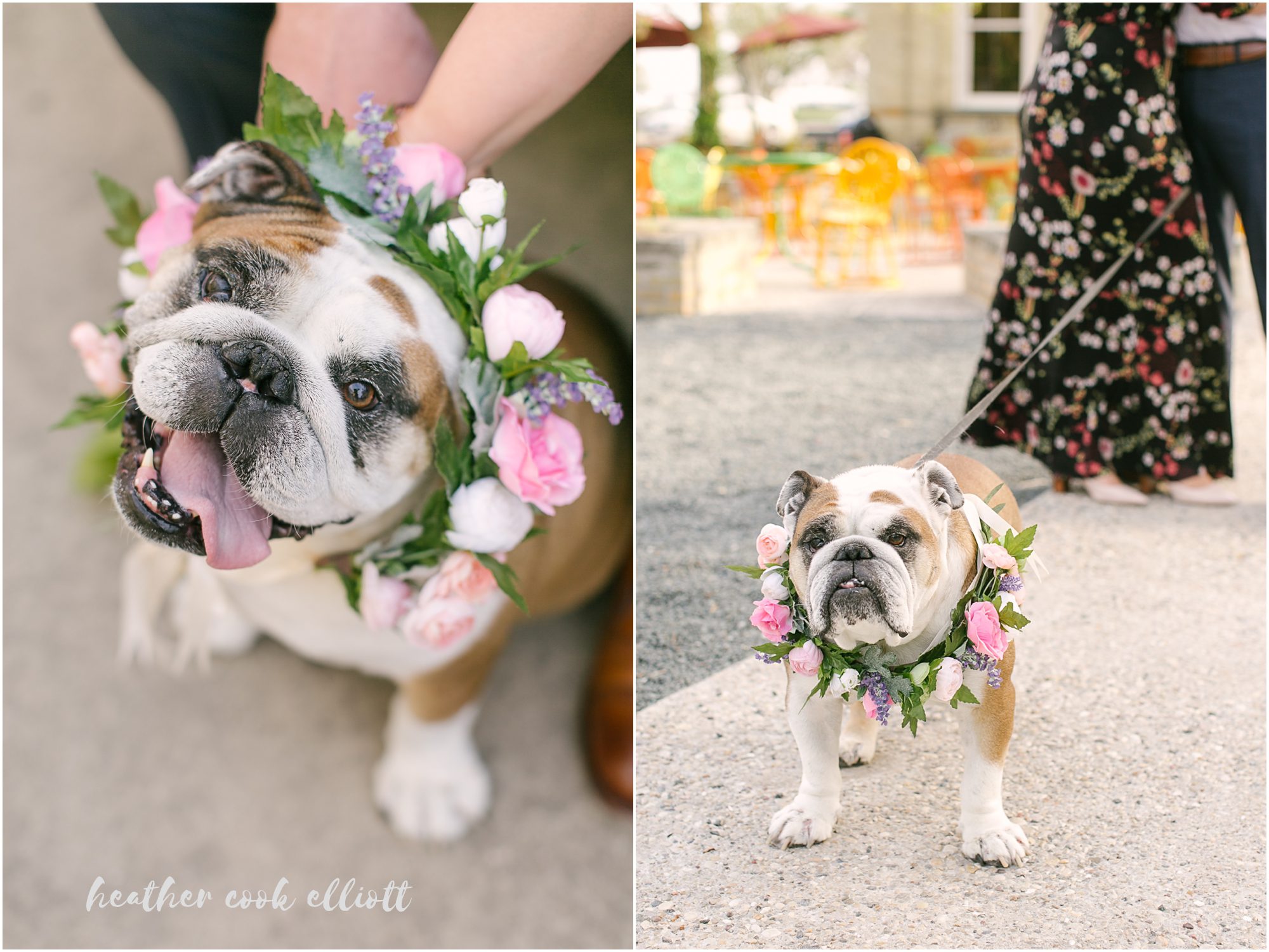 milwaukee modern engagement with dogs