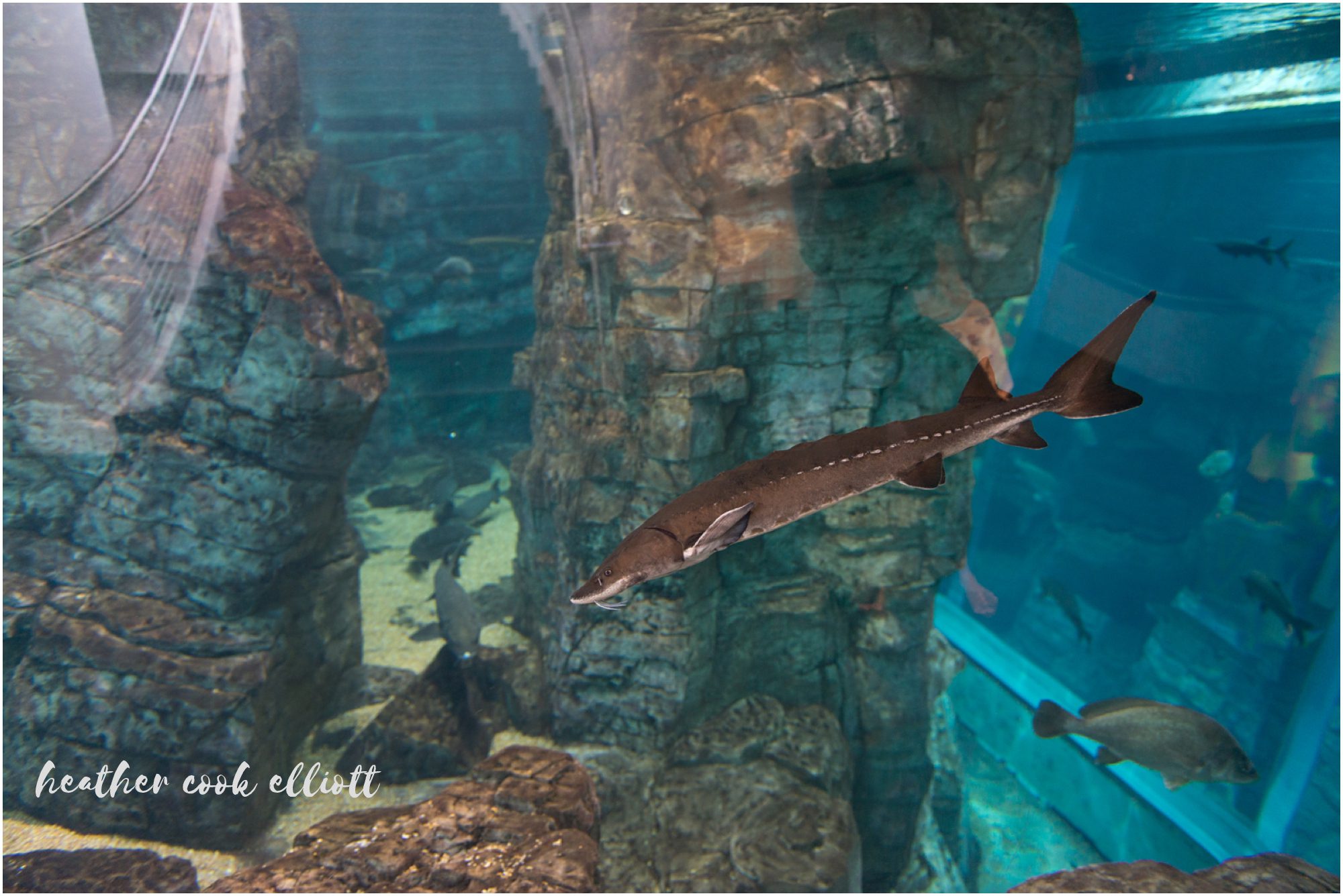 Discovery World Wedding Aquarium Cocktails