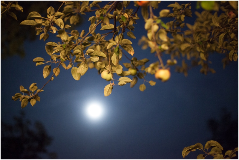 Shauna & Matt | Midwest Apple Orchard Wedding Under A Blue Moon ...