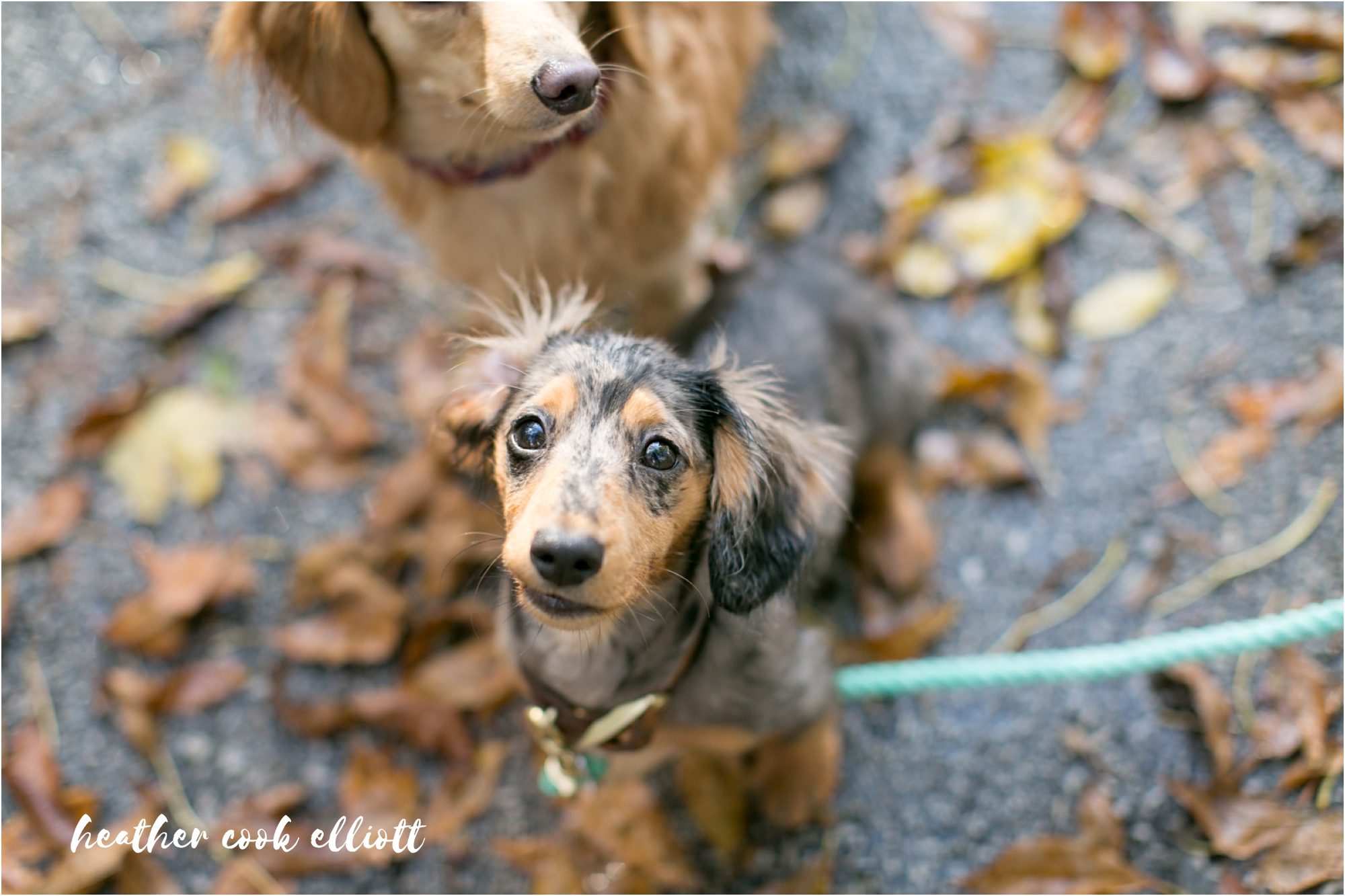 Tosa Fall engagement session with dogs