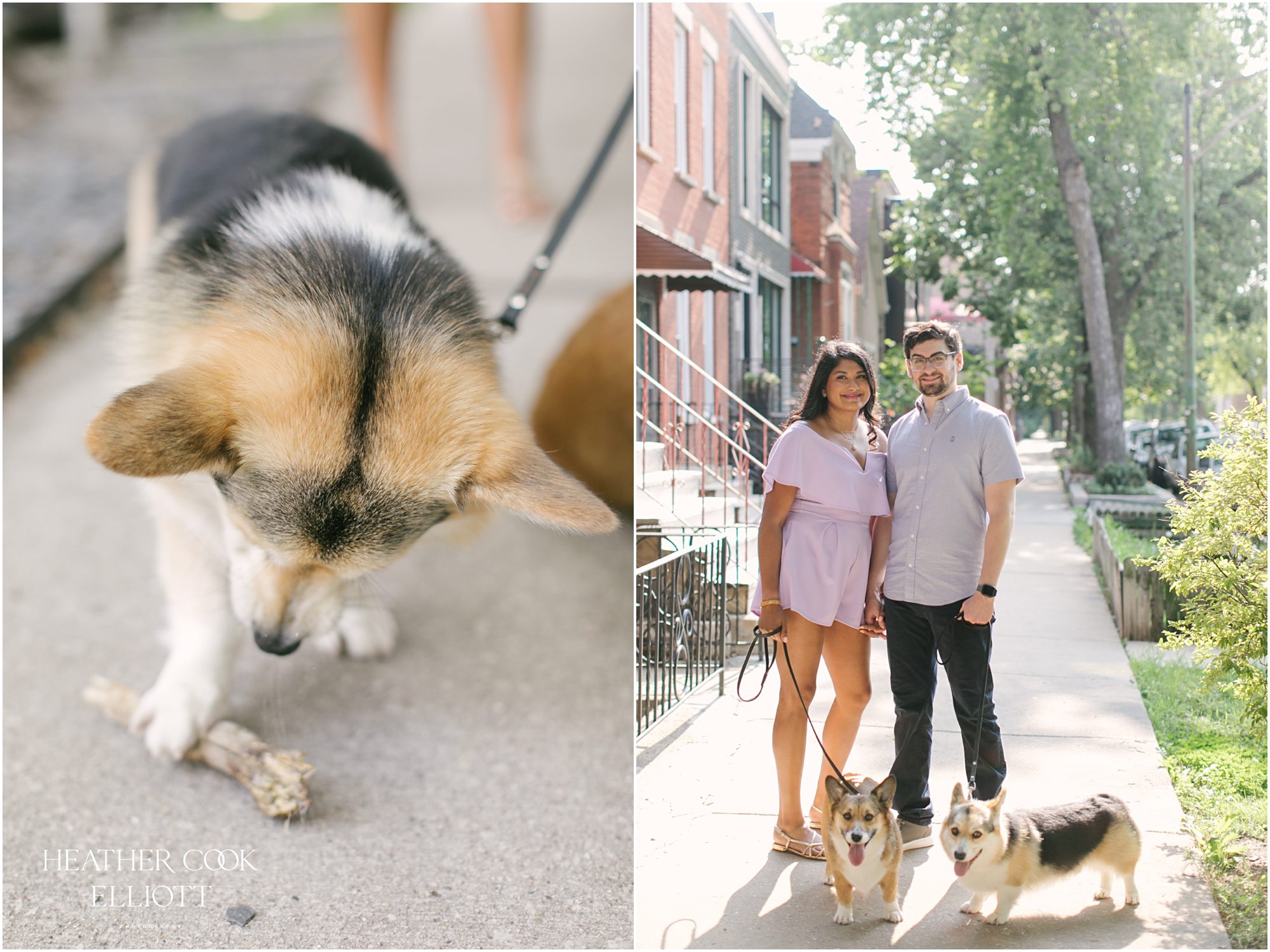 chicago engagement session with corgis